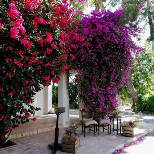 Buganvilla en finca siempre verde
